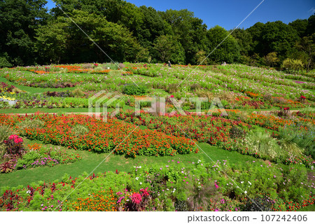 Satoyama garden filled with autumn flowers 107242406