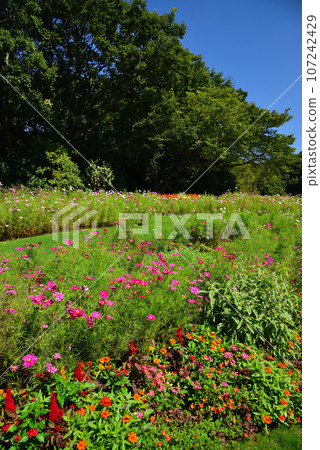 秋花開滿的里山庭園 107242429