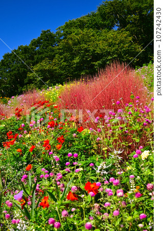 秋花開滿的里山庭園 107242430