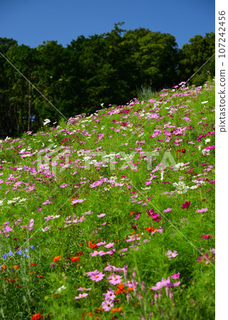Satoyama garden filled with autumn flowers 107242456
