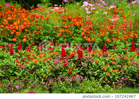 秋花開滿的里山庭園 107242467