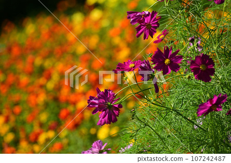 Satoyama garden filled with autumn flowers Satoyama garden filled with autumn flowers 107242487