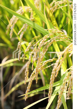 Rice field 107242620