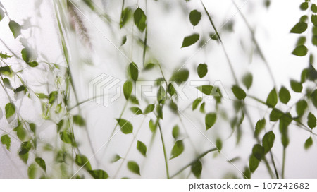 A window view of green leaves in the afternoon sunlight. A window view of green leaves in the afternoon sunlight. 107242682