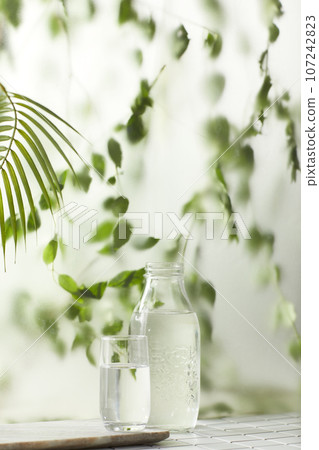 A window view of green leaves in the afternoon sunlight. A window view of green leaves in the afternoon sunlight. 107242823