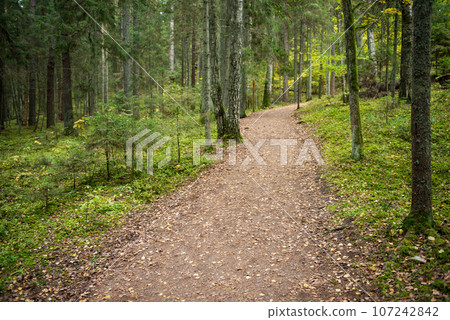 Autumn forest with hiking trail with golden tree leaves 107242842