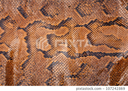Snake skin Snake skin 107242869