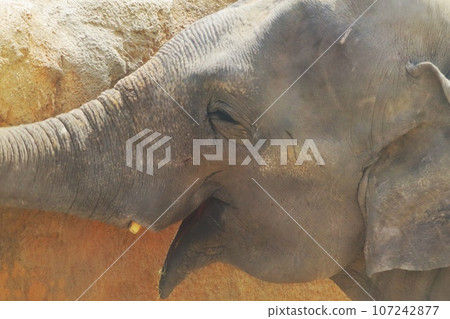 一頭微笑的斯里蘭卡大象 一頭微笑的斯里蘭卡大象 107242877