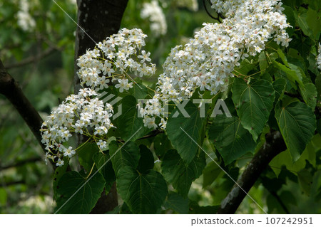 Tung flower Tung flower 107242951