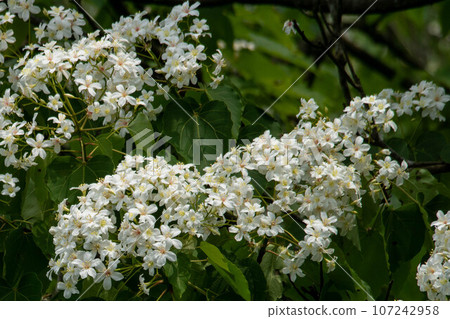 Tung flower Tung flower 107242958