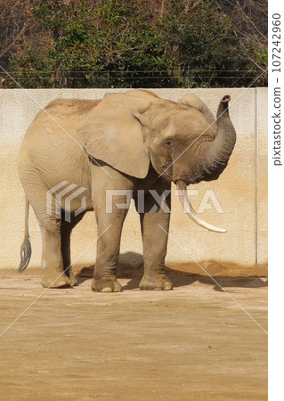 馬爾米大象 107242960