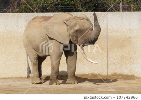 馬爾米大象 107242966