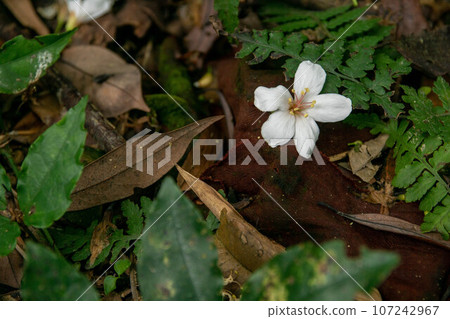 桐花 107242967