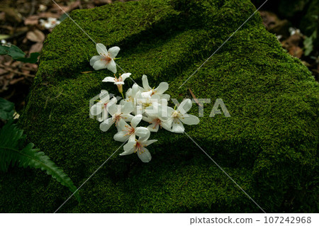 桐花 107242968