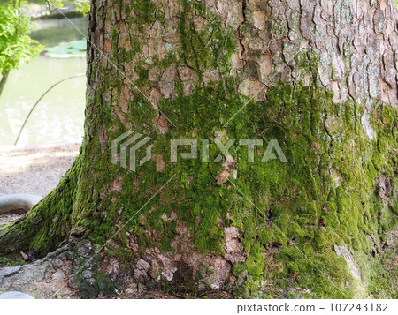 Mossy fir tree trunk Mossy fir tree trunk 107243182