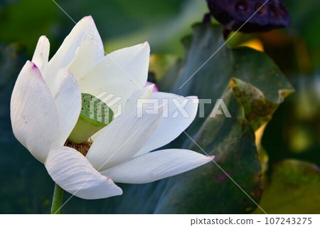 白蓮花 107243275