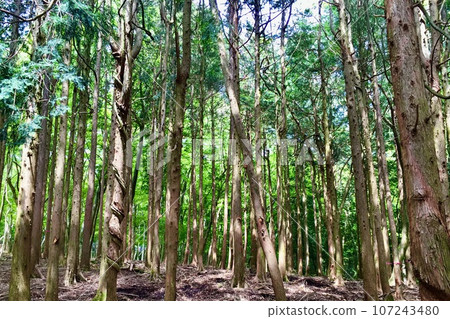 A forest where the sun shines 107243480