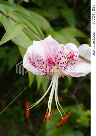 百合花 百合花 107243888