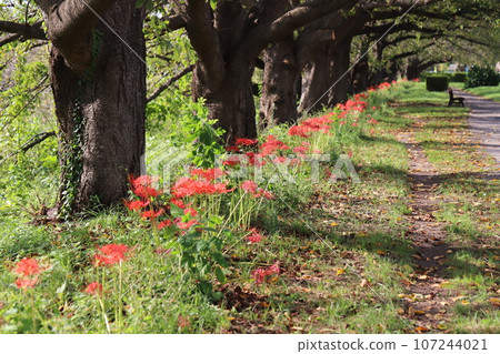 Red flowers of Higanbana blooming on the tree-lined path in the autumn park Red flowers of Higanbana blooming on the tree-lined path in the autumn park 107244021