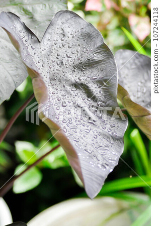 colocasia black ripple , Colocasia or black Colocasia plant and Colocasia esculenta or colocasia black coral and rain drop colocasia black ripple , Colocasia or black Colocasia plant and Colocasia esculenta or colocasia black coral and rain drop 107244118