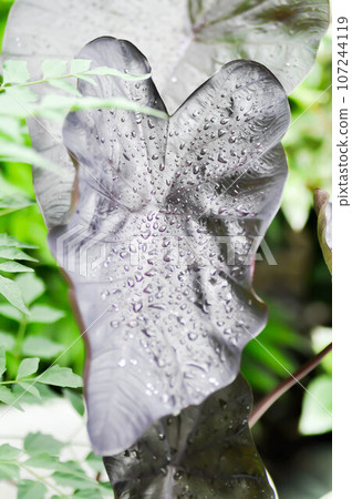 colocasia black ripple , Colocasia or black Colocasia plant and Colocasia esculenta or colocasia black coral and rain drop colocasia black ripple , Colocasia or black Colocasia plant and Colocasia esculenta or colocasia black coral and rain drop 107244119