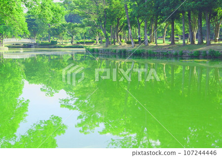 Fresh green on the waterside Fresh green on the waterside 107244446