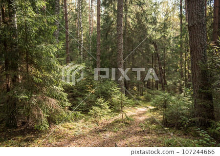 Autumn forest, wild dense pine forest shrubs moss atmospheric fairy forest, Ligtane, Latvia Autumn forest, wild dense pine forest shrubs moss atmospheric fairy forest, Ligtane, Latvia 107244666