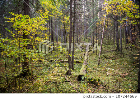Autumn forest, wild dense pine forest shrubs moss atmospheric fairy forest, Ligtane, Latvia Autumn forest, wild dense pine forest shrubs moss atmospheric fairy forest, Ligtane, Latvia 107244669