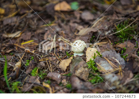 White fly agaric, Amanita verna. The mushroom grows in the forest in autumn leaves White fly agaric, Amanita verna. The mushroom grows in the forest in autumn leaves 107244673