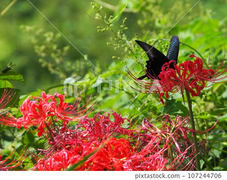 Butterflies and amaryllis 107244706