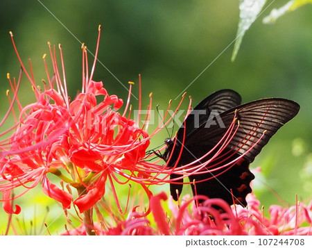 Butterflies and amaryllis Butterflies and amaryllis 107244708