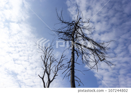 Dry dark tree and blue sky. View of the crown of a tree without leaves, without life. 107244802
