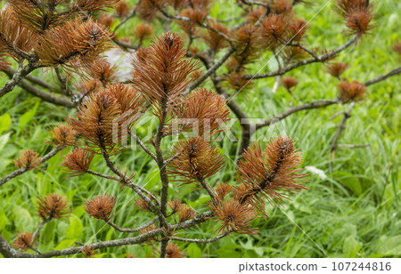 Close-up of sick needles with rust against the background of green grass. Dry needles. Nerpotrichia. 107244816