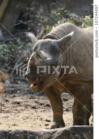 Portrait of a smiling black rhino Portrait of a smiling black rhino 107244897