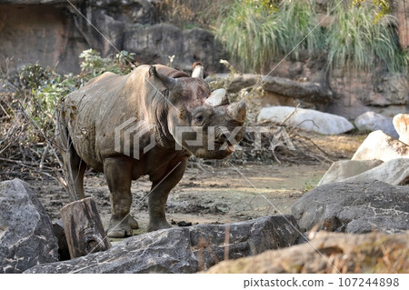 Portrait of a black rhino with its tongue sticking out Portrait of a black rhino with its tongue sticking out 107244898