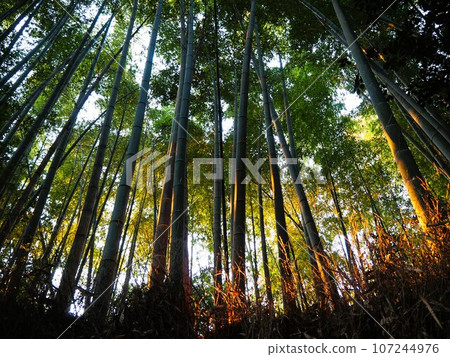 京都嵐山竹林小徑上的竹子在清晨的陽光下閃閃發光 107244976