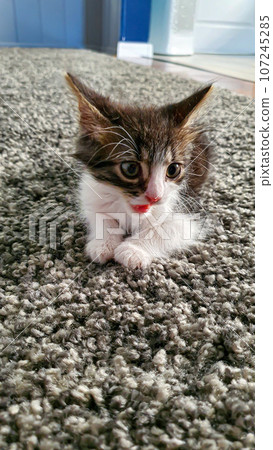 Gray fluffy domestic kitten with yellow-green eyes. Pets. Gray fluffy domestic kitten with yellow-green eyes. Pets. 107245285