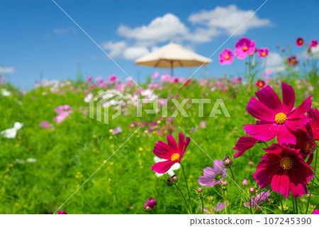 廣島縣世羅郡小山薰衣草山上盛開的波斯菊 107245390