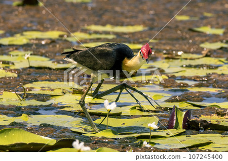Comb crested jacana stepping on lilypads in lake with big feet Comb crested jacana stepping on lilypads in lake with big feet 107245400