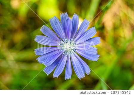 Beauty wild growing flower chicory ordinary on background meadow Beauty wild growing flower chicory ordinary on background meadow 107245542