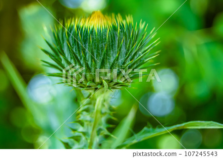 Beautiful growing flower root burdock thistle on background meadow Beautiful growing flower root burdock thistle on background meadow 107245543