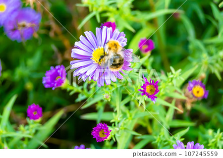 Beautiful wild flower winged bee on background foliage meadow Beautiful wild flower winged bee on background foliage meadow 107245559