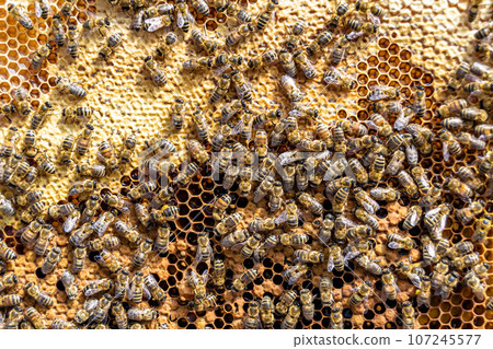 Abstract hexagon structure is honeycomb from bee hive filled 107245577