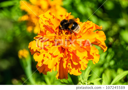 Fine wild growing flower marigold calendula on background meadow Fine wild growing flower marigold calendula on background meadow 107245589