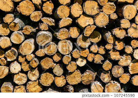 Photography on theme big wall of stacked oak tree logs in cracks 107245590