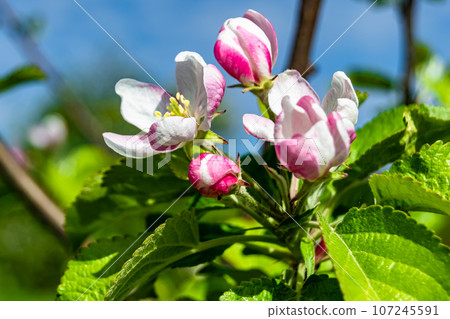 Photography on theme beautiful fruit branch apple tree with natural leaves under clean sky 107245591