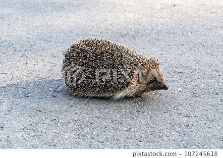 Photography on theme beautiful prickly little hedgehog goes into dense wild forest Photography on theme beautiful prickly little hedgehog goes into dense wild forest 107245618