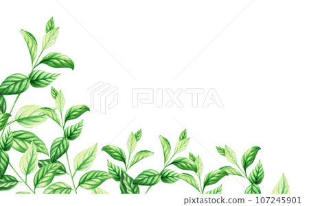 Watercolor frame with fresh peppermint leaves isolated on white background. Detail of the beauty products and botany set, cosmetology and medicine. For designers, spa decoration, postcards, wrapping Watercolor frame with fresh peppermint leaves isolated on white background. Detail of the beauty products and botany set, cosmetology and medicine. For designers, spa decoration, postcards, wrapping 107245901
