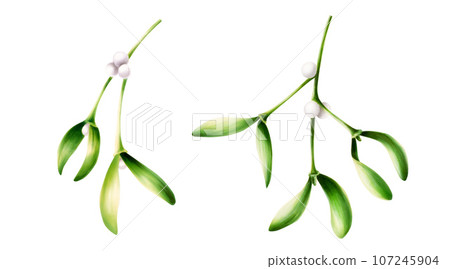 Watercolor set of christmas green mistletoes. New year botanical illustration of kissing symbol isolated on white background. For designers, decoration, shop, for postcards, wrapping paper, covers. 107245904