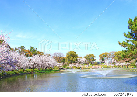 Scenery of Ofukei Pond and cherry blossoms in Meijo Park, Nagoya City Scenery of Ofukei Pond and cherry blossoms in Meijo Park, Nagoya City 107245973